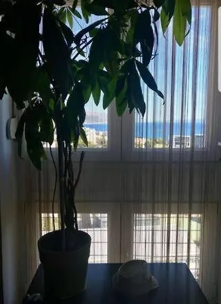 Maris Split